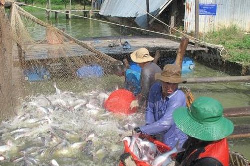 Nông dân làm giàu từ sản vật đồng bằng