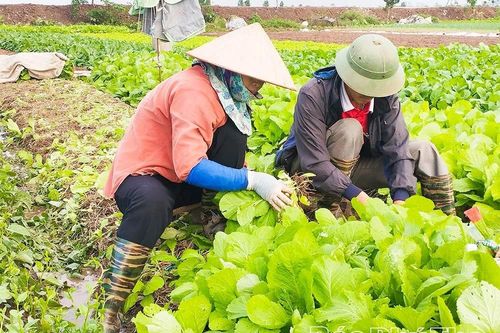 Nâng tầm nông sản bằng tư duy và công nghệ xanh