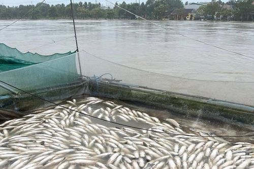 Nhiều hộ nuôi cá lồng ven sông Bồ có nguy cơ trắng tay sau mưa lũ
