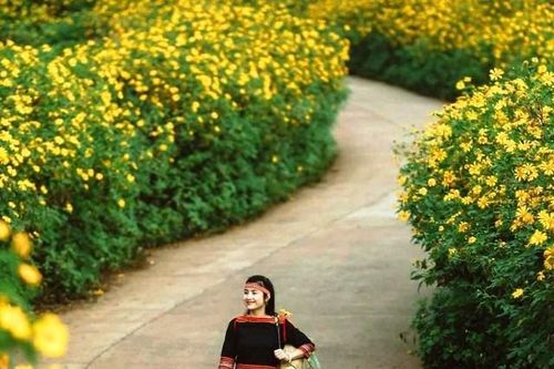 Giữa đại ngàn, Dã quỳ Chư Đang Ya nở rộ gọi mùa về