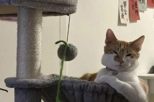 Những khoảnh khắc động vật vừa dễ thương vừa ngộ nghĩnh khiến dân mạng thích thú