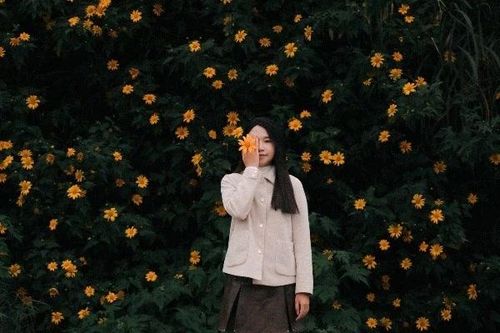 Chiêm ngưỡng mùa hoa dã quỳ Đà Lạt, nên đi tour hay tự túc?