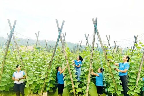 Phụ nữ xã Hà Long giúp hội viên giảm nghèo
