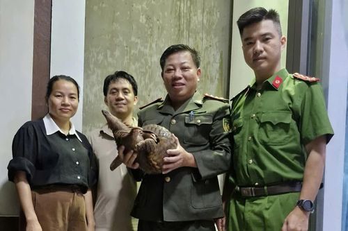 Phát hiện con tê tê 3kg, người đàn ông Quảng Trị bàn giao cơ quan chức năng