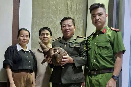 Phát hiện loài động vật quý hiếm trong Sách đỏ đi lạc giữa phố, người đàn ông bàn giao cơ quan chức năng