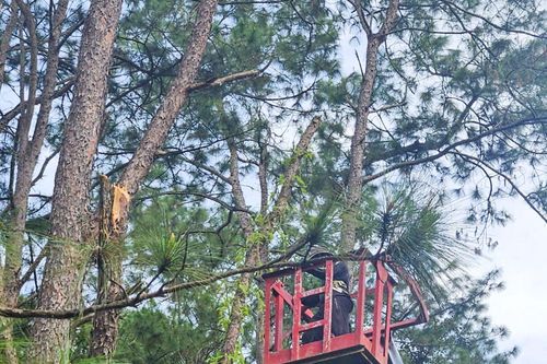 Cắt tỉa xong cành, nhánh các cây thông có nguy cơ gãy đổ ven Tỉnh lộ 9