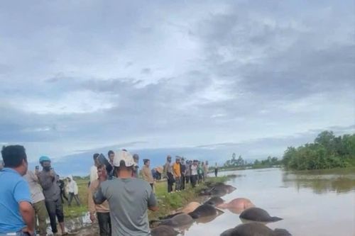 Đắk Lắk: 23 con trâu bị ngạt nước do mưa lớn sau bão số 13