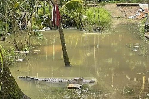 Cá sấu dài khoảng 1,5m xuất hiện ở Cần Thơ khi triều cường lên cao