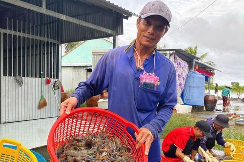 Hợp tác xã tôm - lúa Vĩnh Bình trên đà phát triển