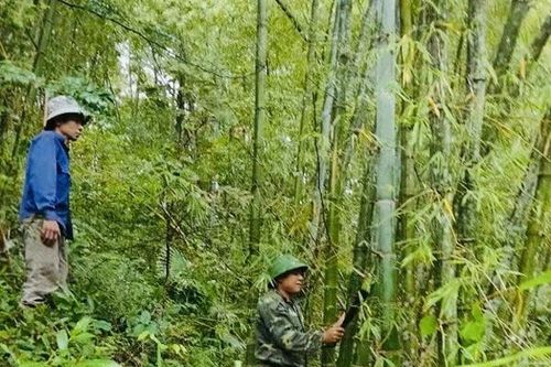 Tam Thanh bảo vệ rừng gắn với phát triển vùng luồng, vầu thâm canh