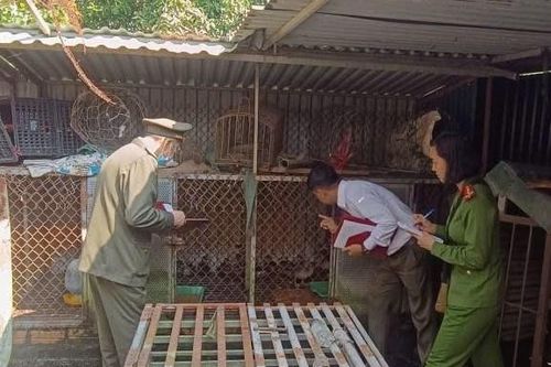 Liên tiếp phát hiện nhiều điểm nuôi nhốt, bắt giữ động vật hoang dã