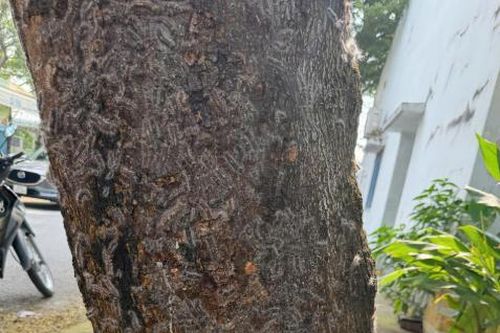Rợn người với cảnh tượng sâu lạ bám chi chít trên thân cây, tràn cả vào nhà dân