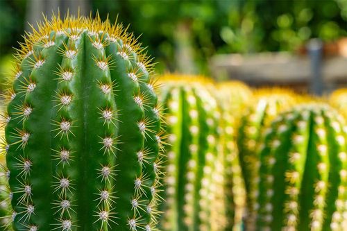 9 loại cây cảnh ưa nắng thích hợp trồng ở ban công