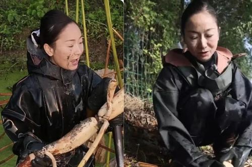 Nữ doanh nhân vỡ nợ hơn 18 tỷ đồng, lặn lội đào củ sen làm lại từ đầu