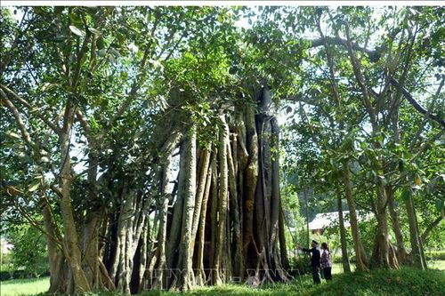 Phát huy giá trị đa dạng sinh học Khu di tích quốc gia đặc biệt Tân Trào