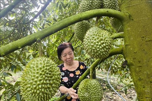 Sản xuất sầu riêng nghịch vụ 'né' mặn, lợi nhuận gấp 2-3 lần