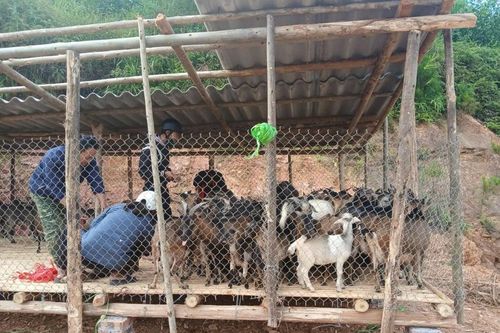 Mô hình nuôi dê tạo sinh kế bền vững