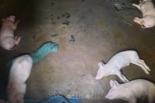Tây Ban Nha ứng phó ổ dịch tả lợn châu Phi đầu tiên sau 30 năm