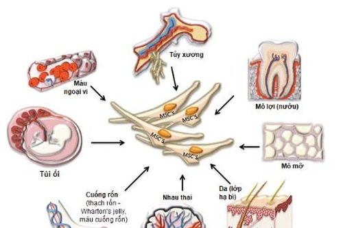 Tế bào gốc chữa được những bệnh gì?