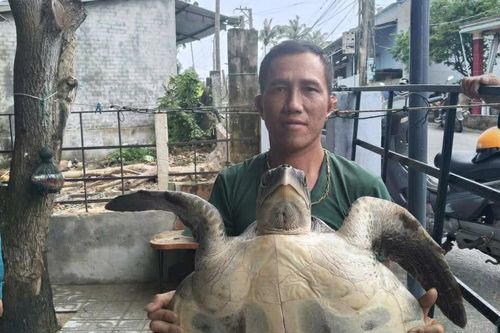 Đồi mồi dứa khoảng 17kg bị mắc vào lưới ngư dân