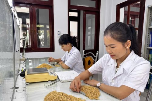Viện Nghiên cứu Bông và Phát triển Nông nghiệp Nha Hố được chỉ định thử nghiệm chất lượng hạt giống cây trồng