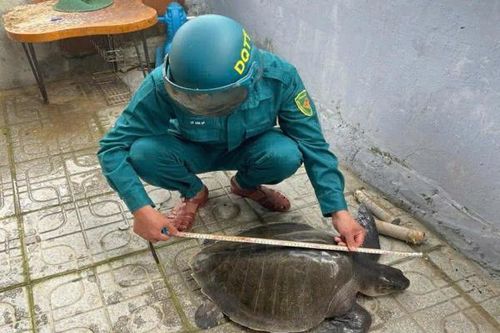 Thả cá thể đồi mồi quý về biển