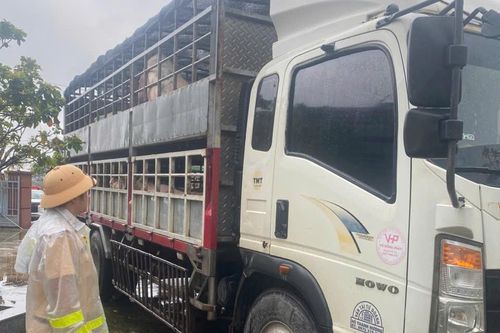 Cảnh sát giao thông Gia Lai kịp thời phát hiện hai xe chở lợn nghi nhiễm dịch đi tiêu thụ