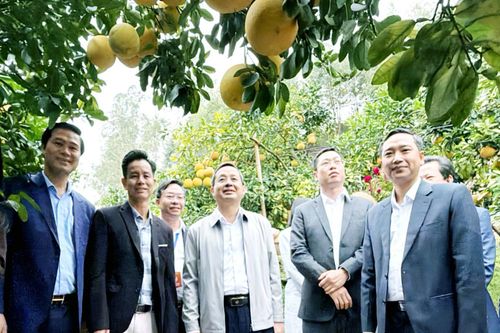 Các đồng chí lãnh đạo tỉnh Bắc Ninh thăm vườn quả tại phường Chũ