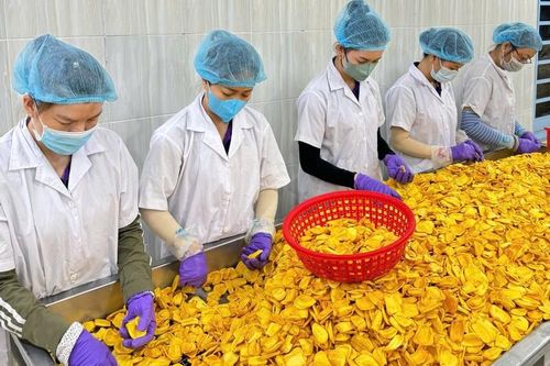 Doanh nghiệp Đồng Tháp chạy đua giữ nguồn mít tươi vào vụ Tết