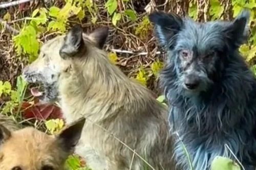 Bí ẩn về những chú chó lông xanh ở Chernobyl đã được giải mã