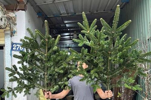 Người dân 'săn lùng' cành thông tươi nhập khẩu đón Giáng sinh