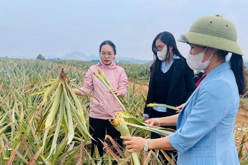 Xác định nguyên nhân bước đầu khiến 500ha dứa bỗng nhiên héo úa, chết hàng loạt