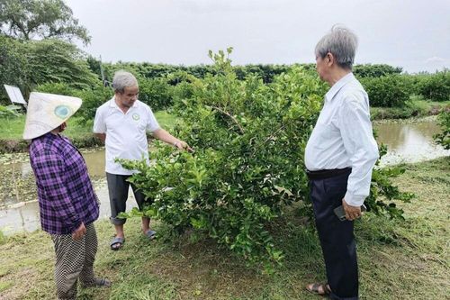 Nâng tầm trái chanh không hạt