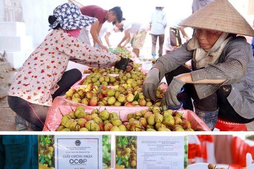 Hưng Yên triển khai nhiều cơ chế đặc thù thực hiện giảm nghèo và an sinh xã hội