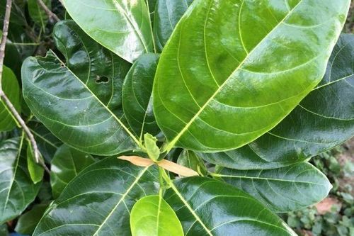 5 cách dùng lá mít chữa bệnh