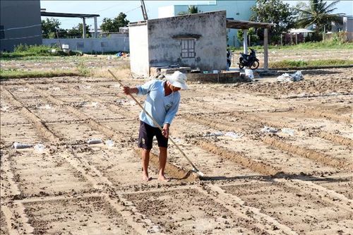 Khánh Hòa tái thiết sản xuất nông nghiệp đáp ứng nhu cầu Tết