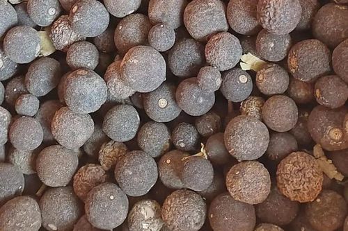 Quả dại vừa chua vừa đắng, phơi khô đem bán kiếm ngay 150.000đ/kg