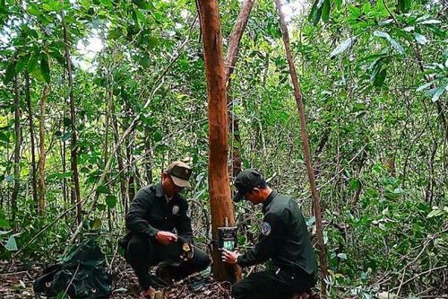 Ứng dụng công nghệ trong giám sát, bảo vệ rừng, nghiên cứu đa dạng sinh học tại Mỹ Sơn