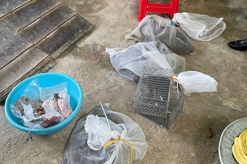 Phát hiện hộ gia đình nuôi nhốt, tàng trữ trái phép nhiều động vật hoang dã