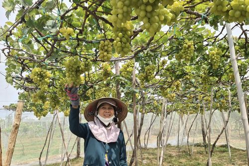 Tăng cường đầu tư cho các sản phẩm công nghiệp nông thôn đặc trưng