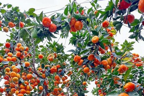 'Thủ phủ' cam Hà Tĩnh đỏ rực chờ Tết