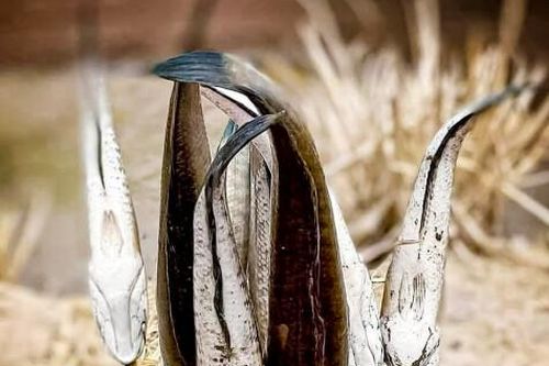 Về Cà Mau thưởng thức cá đồng