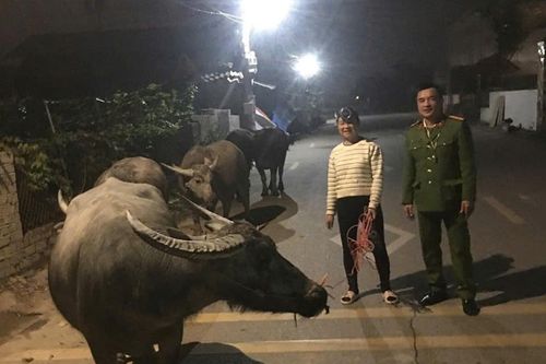 Gần 8 tiếng tìm chủ cho đàn trâu 6 con đi lạc ở Thanh Hóa