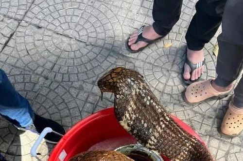 Người đàn ông bị khởi tố vì mua bán rắn Hổ mang chúa