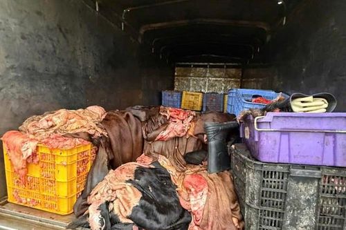 Phú Thọ: Ngăn chặn 1,2 tấn mỡ, da trâu bò không rõ nguồn gốc khi đang lưu thông