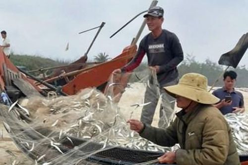 Ngư dân các phường Phong Phú, Phong Quảng trúng đậm cá trích đầu mùa