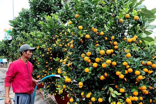 Xuân sớm trên đảo tiền tiêu