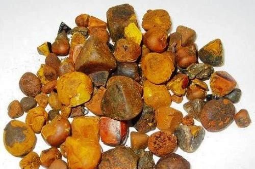Gia Lai: Phát hiện vật thể nghi là ngưu hoàng hiếm gặp trong túi mật bò