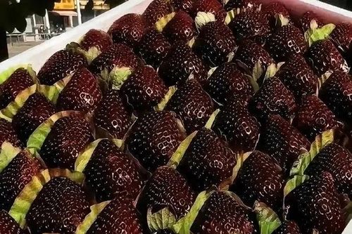 Cơn sốt dâu tây Ngọc trai đen tại Trung Quốc