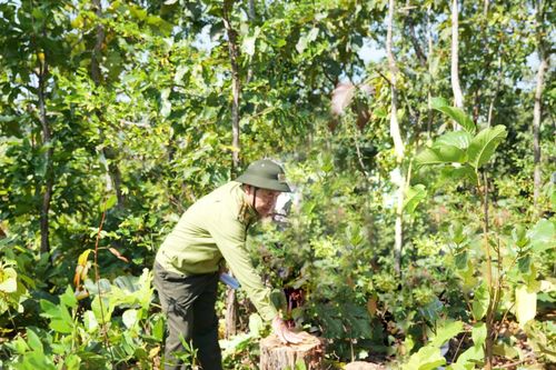 Siết chặt quản lý, bảo vệ rừng